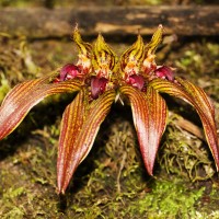 Bulbophyllum wightii Rchb.f.